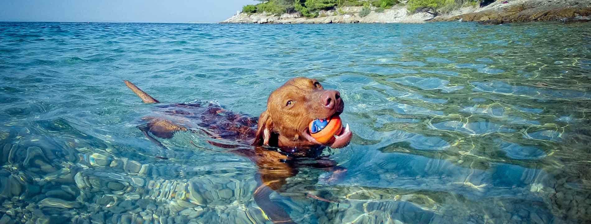 Top Booking Pet - assicurazione per chi viaggia con animali