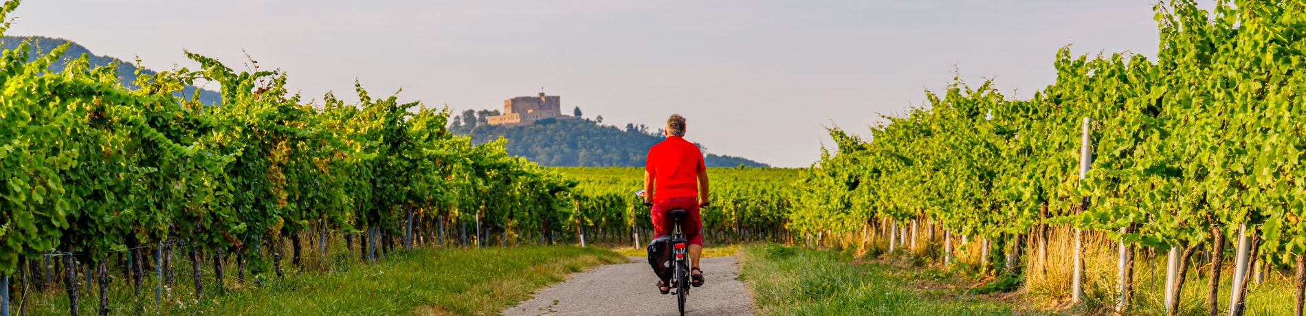 Gita in bici sulla strada del vino, Palatinato renano , Germania | Eden Viaggi