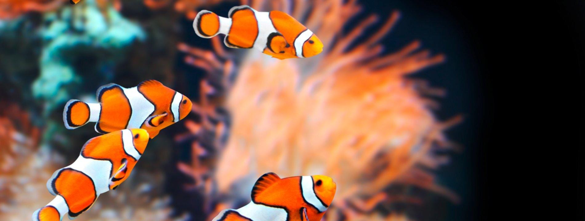 Egitto