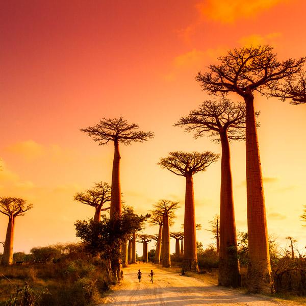 Baobab Madagascar | Eden Viaggi