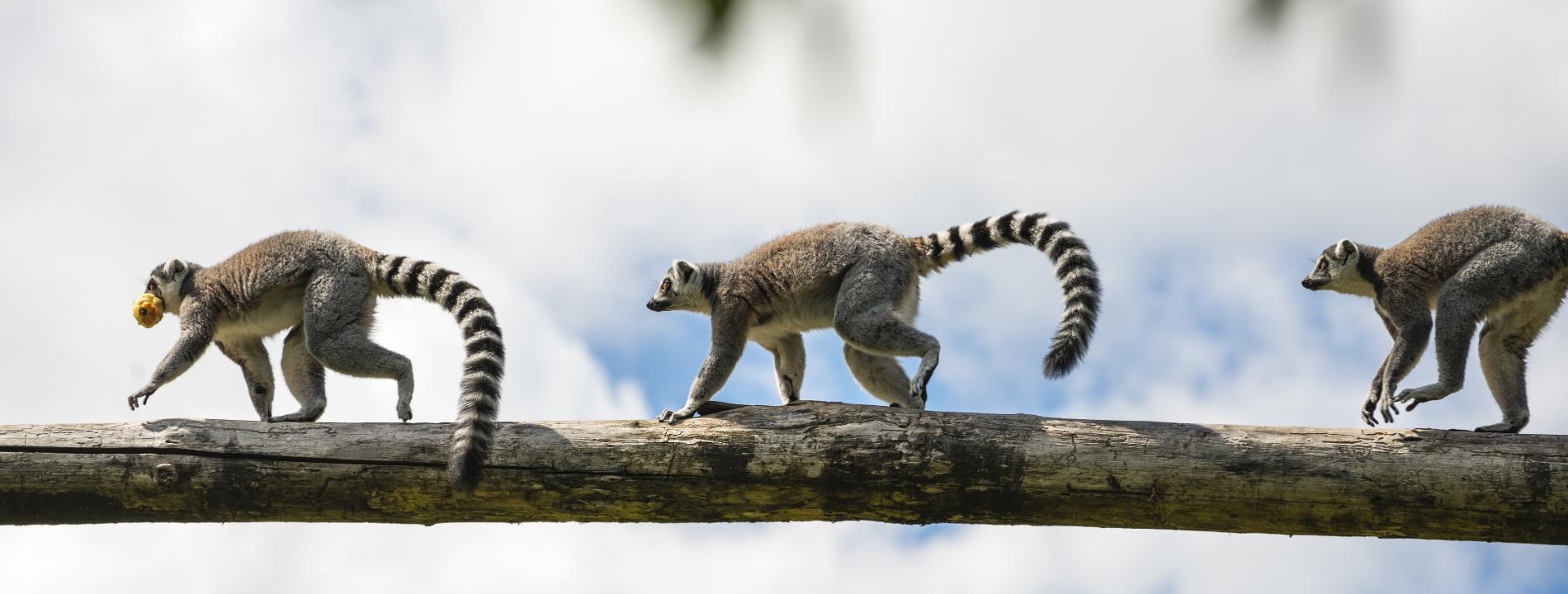 Lemuri Tour Madagascar | Eden Viaggi