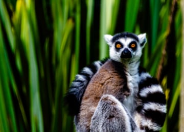 Lemure, Madagascar | Eden Viaggi