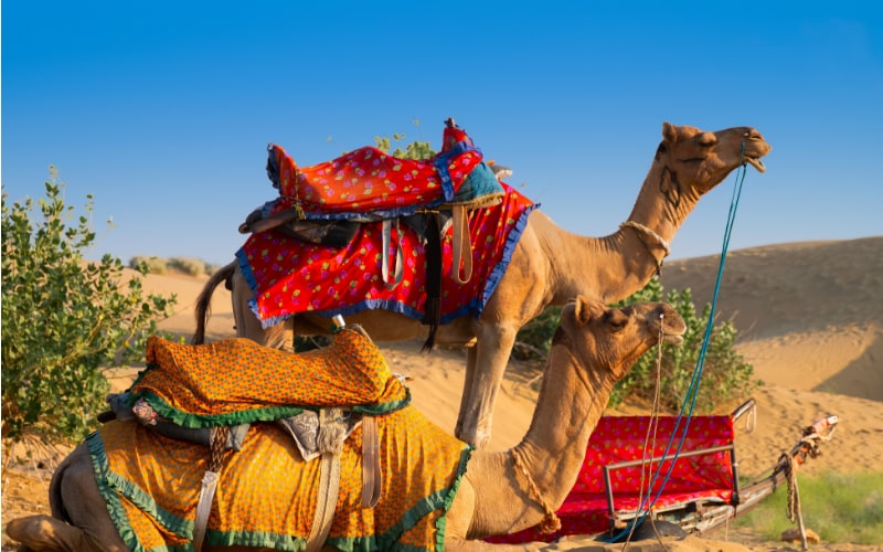 Mercato dei Cammelli di Shalateen | Escursioni Marsa Alam Eden Viaggi