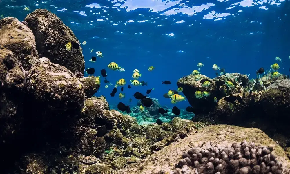 Pinnacoli e canyon sottomarini pieni di coralli e vita, Maldive | Eden Viaggi