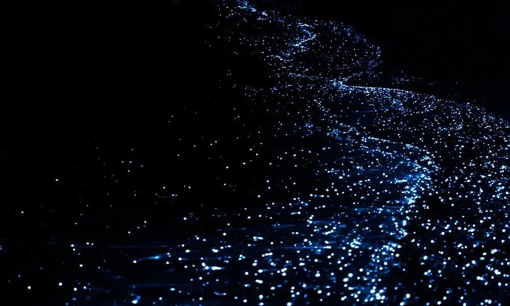 Bioluminescenza marina alle Maldive | Eden Viaggi