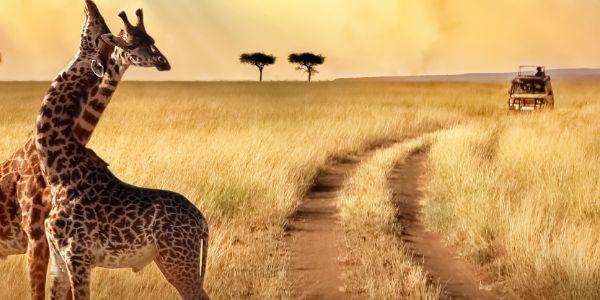 Safari Tanzania - Vacanze a febbraio al caldo | Eden Viaggi