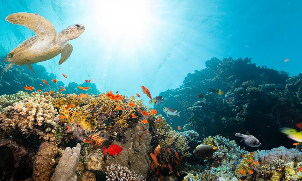 Snorkeling a Hurghada, Egitto | Eden Viaggi