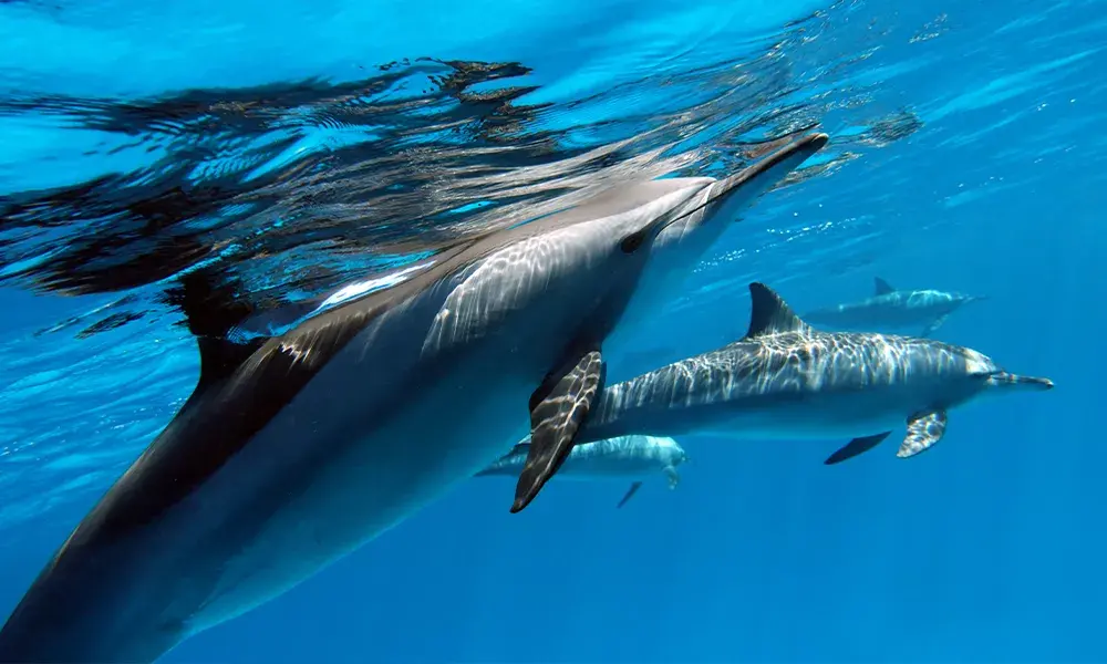 Sha’ab El Erg, Dolphin House, Hurghada | Eden Viaggi