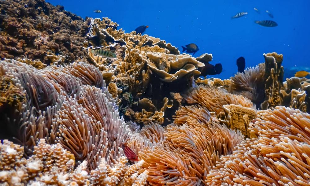 Barriera Corallina , Egitto | Eden Viaggi