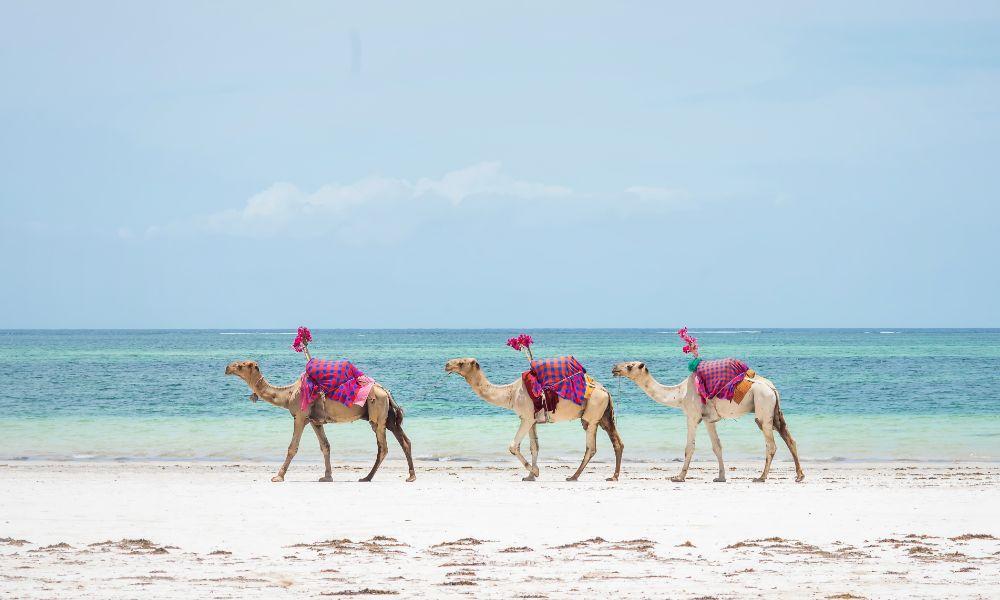 Dromedari spiaggia, Egitto | Eden Viaggi
