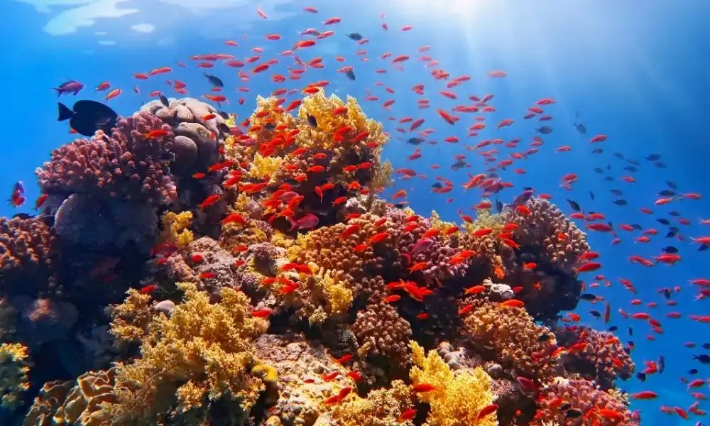 Barriera corallina Sharm | Eden Viaggi