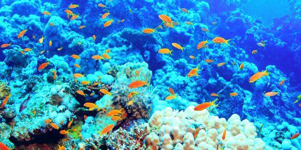 Coralli, Mar Rosso | Eden Viaggi