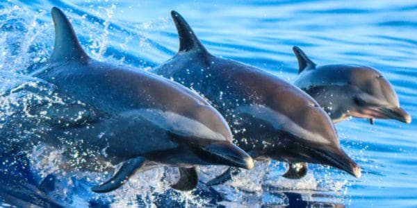 Delfini, Sharm el Sheikh | Eden Viaggi