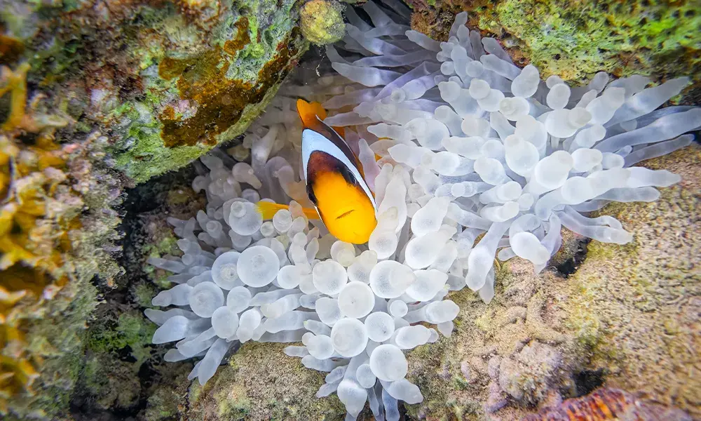 Barriera corallina e pesce pagliaccio a Marsa Alam | Eden Viaggi