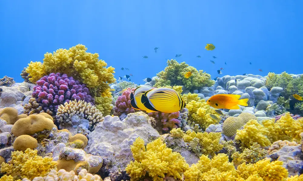 Barriera corallina e pesci a Marsa Alam | Eden Viaggi