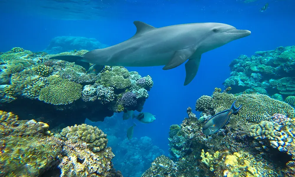 Delfini a Sataya Reef a Marsa Alam | Eden Viaggi