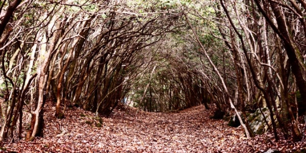 mappa della foresta di aokigahara