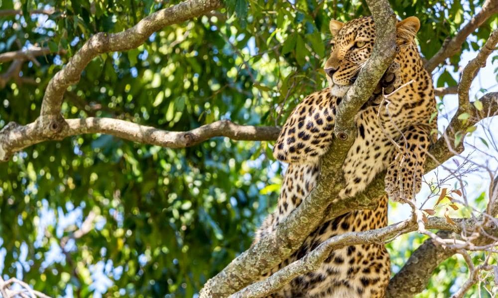 Leopardo, Kenya | Eden Viaggi