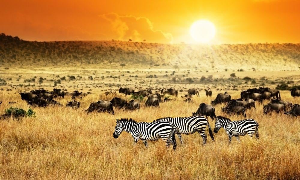 Safari Kenya | Eden Viaggi