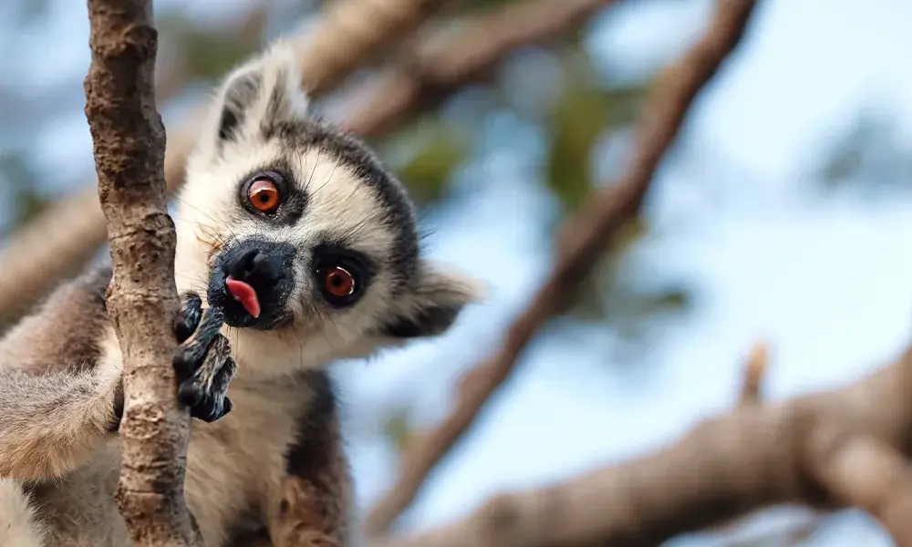 Lemuri Madagascar | Eden Viaggi