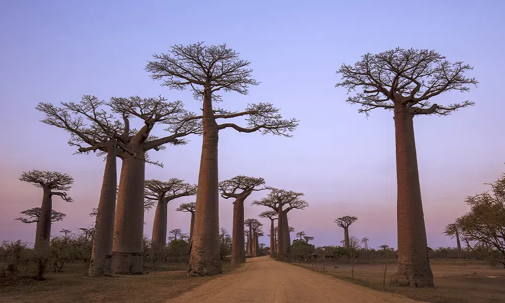 La Strada dei Baobab al tramonto | Eden Viaggi