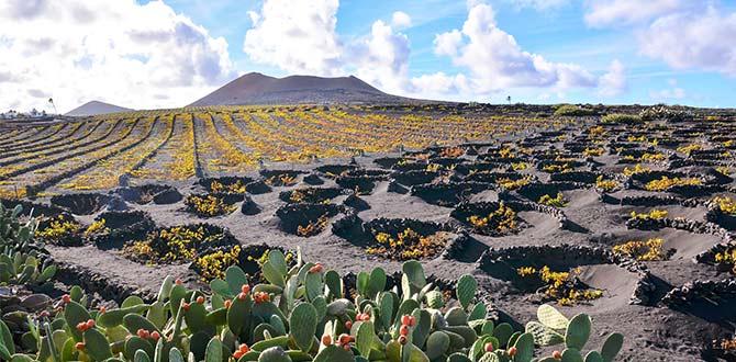 Giardino dei cactus | Lanzarote cosa vedere | Eden Viaggi