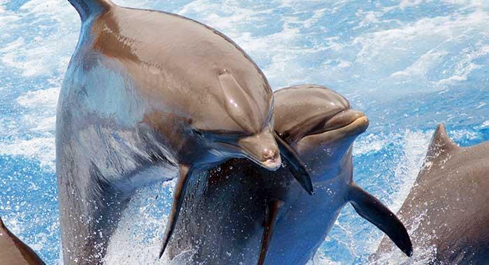 Loro Parque | Delfini | Tenerife cosa vedere | Eden Viaggi