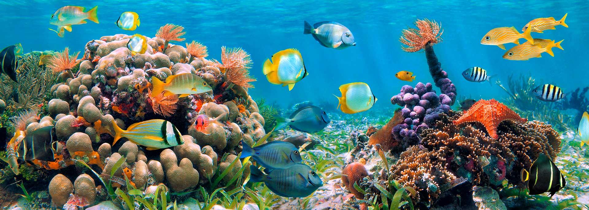 Snorkeling in Mar Rosso: i punti migliori per ammirare la barriera corallina