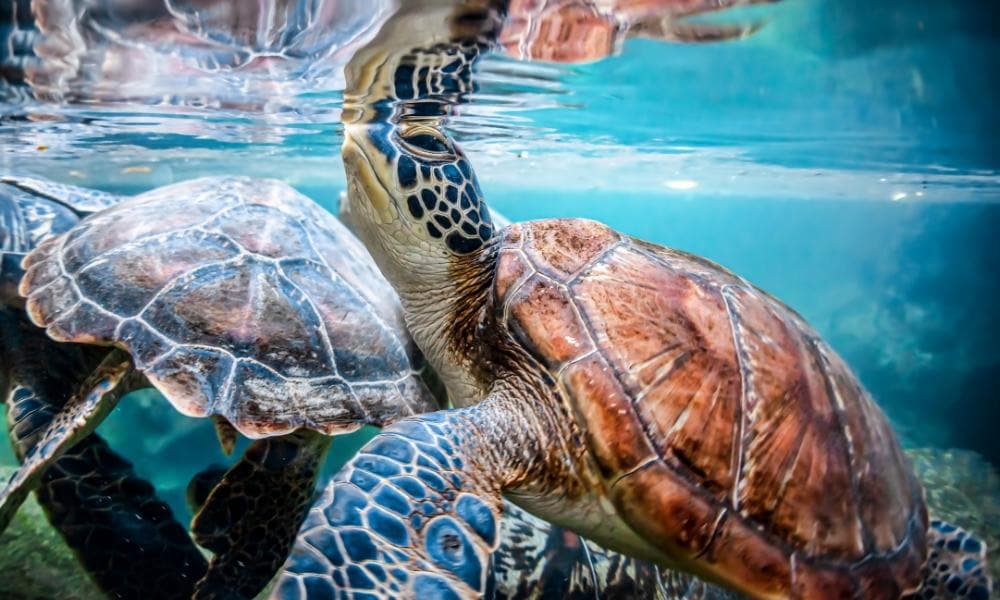 Tartarughe Zanzibar | Eden Viaggi