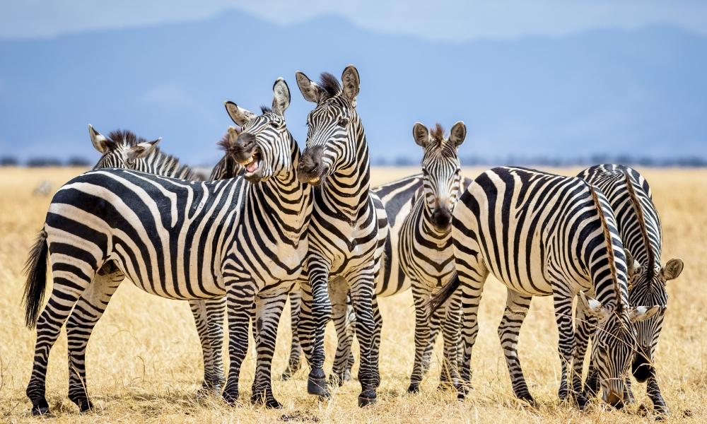 Tanzania: quando andare? Guida al periodo ideale | Eden Viaggi