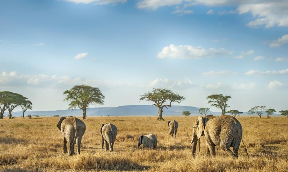 Tanzania | Eden Viaggi